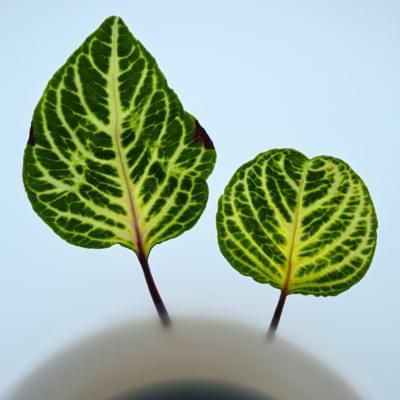 Transparences éphémères - Herbe des Mayas 2.jpg